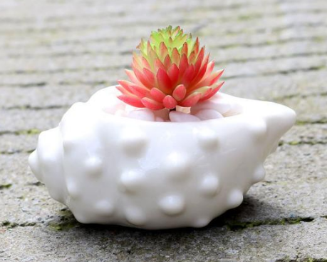 Ceramic Succulent Planter with Shell Design
