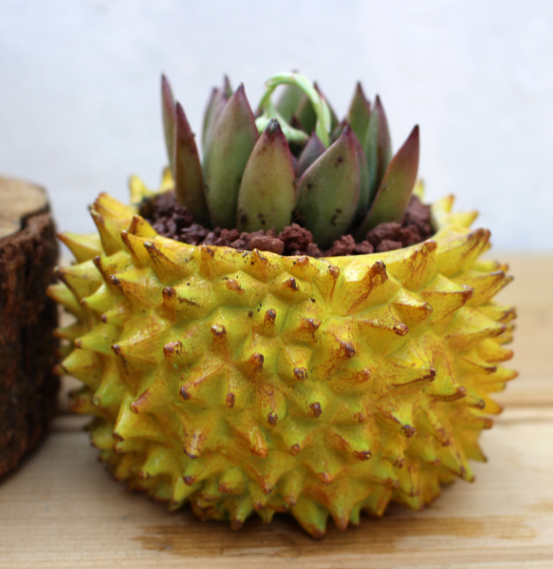 Creative Succulent Planter and Craft Ornament