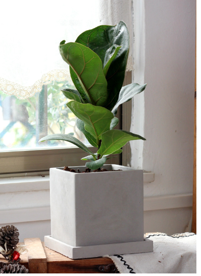 Creative Square Cement Planter for Succulents and Cacti