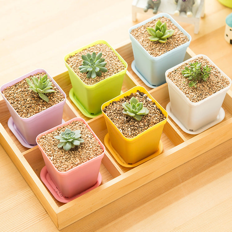 Planter for Gardening with Succulents