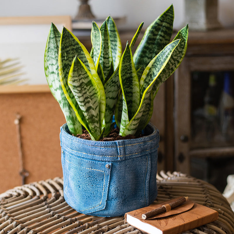 Denim Pocket Planter - Creative Nordic Desktop Decor