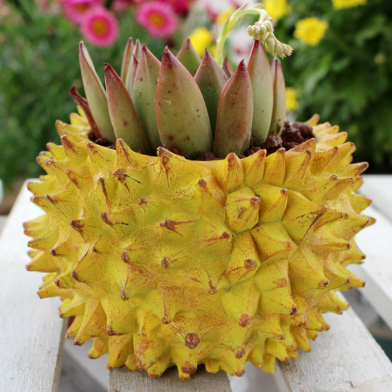 Creative Succulent Planter and Craft Ornament