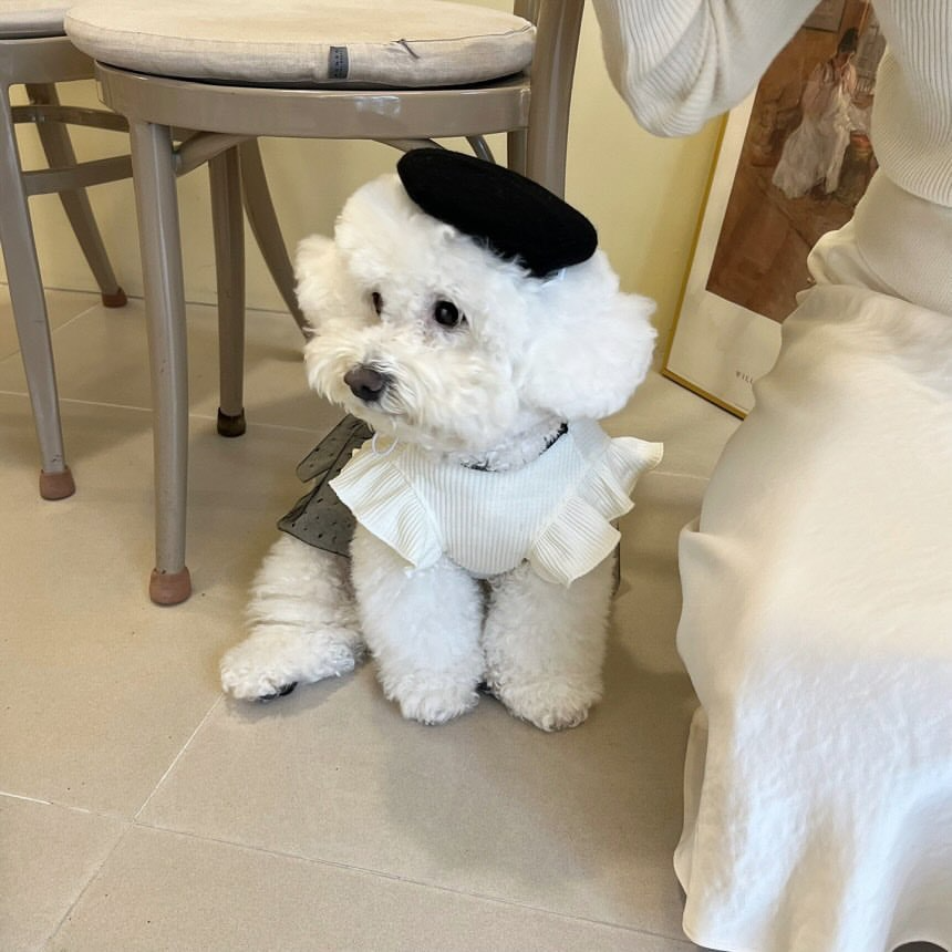 Pet Lace Bow Dress