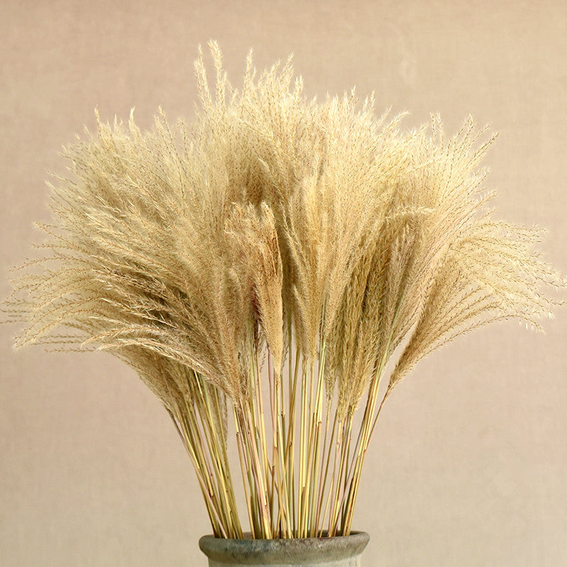 Dried Reed Flower Bouquet for Home and Wedding Decor