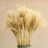Dried Reed Flower Bouquet for Home and Wedding Decor