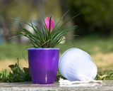 Self-Watering Planter for Green Plants and Succulents