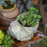 Ceramic Seashell Planter for Garden Decoration