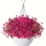 Violet Hanging Garden Basket