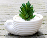 Ceramic Succulent Planter with Shell Design