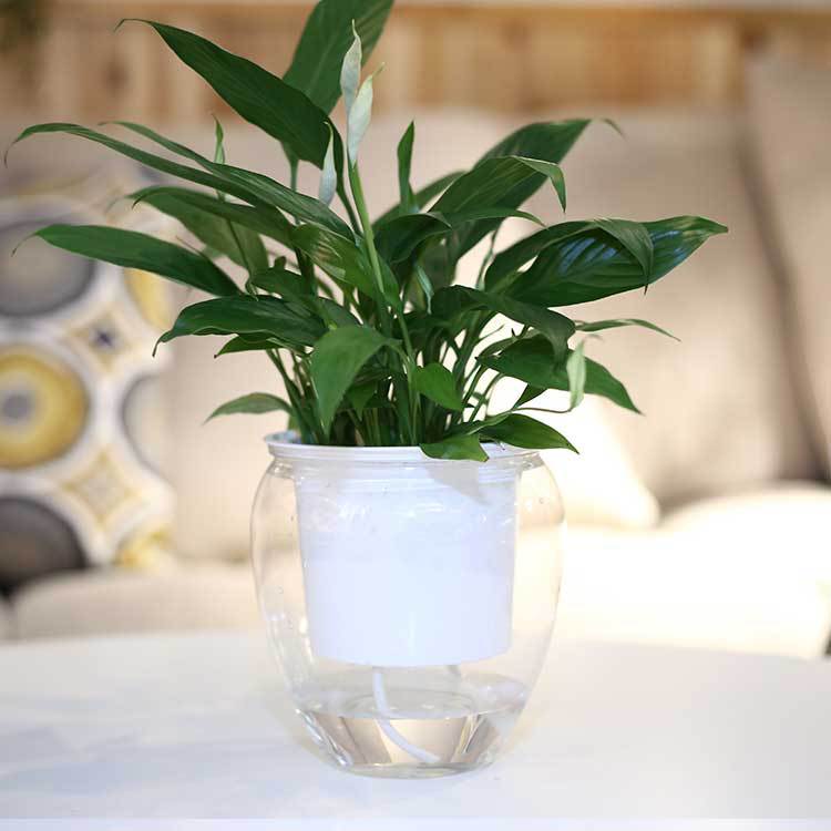 Self-Watering Transparent Plastic Planter for Succulents
