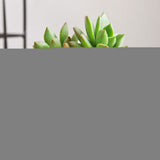Creative Desktop Planter with Vintage Design (Felt)