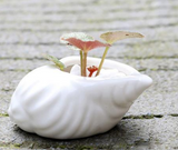 Ceramic Succulent Planter with Shell Design