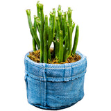 Denim Pocket Planter - Creative Nordic Desktop Decor
