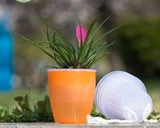 Self-Watering Planter for Green Plants and Succulents