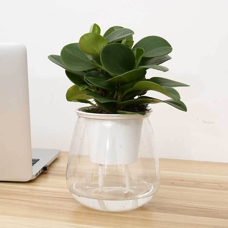 Self-Watering Transparent Plastic Planter for Succulents