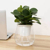 Self-Watering Transparent Plastic Planter for Succulents