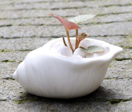 Ceramic Succulent Planter with Shell Design