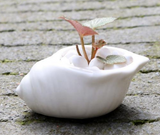 Ceramic Succulent Planter with Shell Design