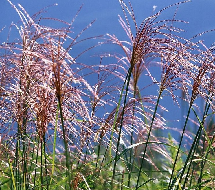 Dried Reed Flower Bouquet for Home and Wedding Decor