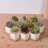 White Ceramic Hexagonal Succulent Planter Set (4 pcs)