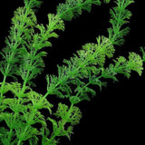 Artificial Underwater Plastic Plants for Aquarium Decor