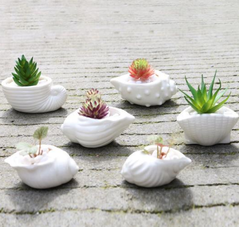 Ceramic Succulent Planter with Shell Design