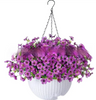 Violet Hanging Garden Basket