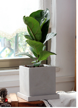 Creative Square Cement Planter for Succulents and Cacti
