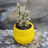 Mini Colorful PP Succulent Planter - Simple Design