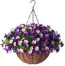 Violet Hanging Garden Basket