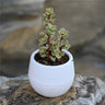 Mini Colorful PP Succulent Planter - Simple Design