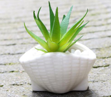 Ceramic Succulent Planter with Shell Design
