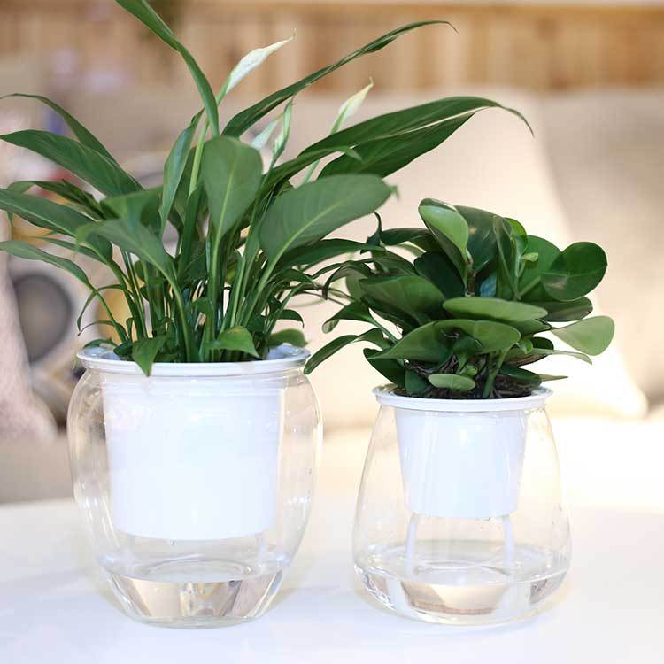 Self-Watering Transparent Plastic Planter for Succulents