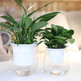 Self-Watering Transparent Plastic Planter for Succulents