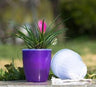 Self-Watering Planter for Green Plants and Succulents