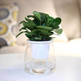 Self-Watering Transparent Plastic Planter for Succulents