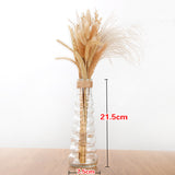 Creative Glass Vase for Home Decor with Plants