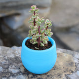 Mini Colorful PP Succulent Planter - Simple Design