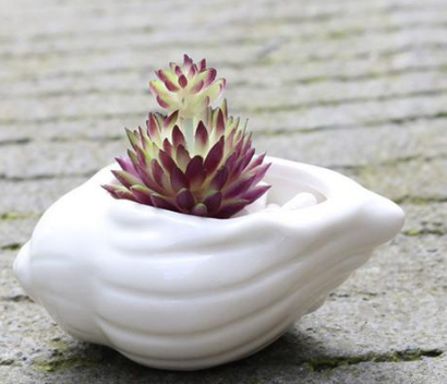 Ceramic Succulent Planter with Shell Design