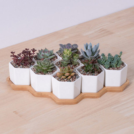 White Ceramic Hexagonal Succulent Planter Set (4 pcs)