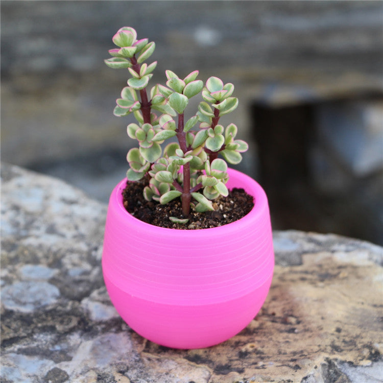 Mini Colorful PP Succulent Planter - Simple Design