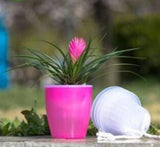 Self-Watering Planter for Green Plants and Succulents