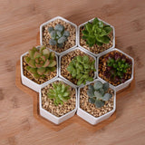 White Ceramic Hexagonal Succulent Planter Set (4 pcs)