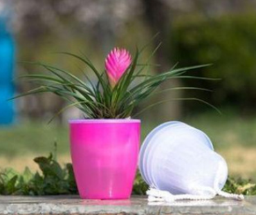 Self-Watering Planter for Green Plants and Succulents