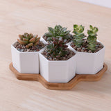White Ceramic Hexagonal Succulent Planter Set (4 pcs)