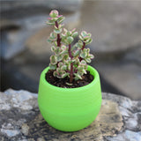 Mini Colorful PP Succulent Planter - Simple Design