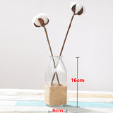 Creative Glass Vase for Home Decor with Plants